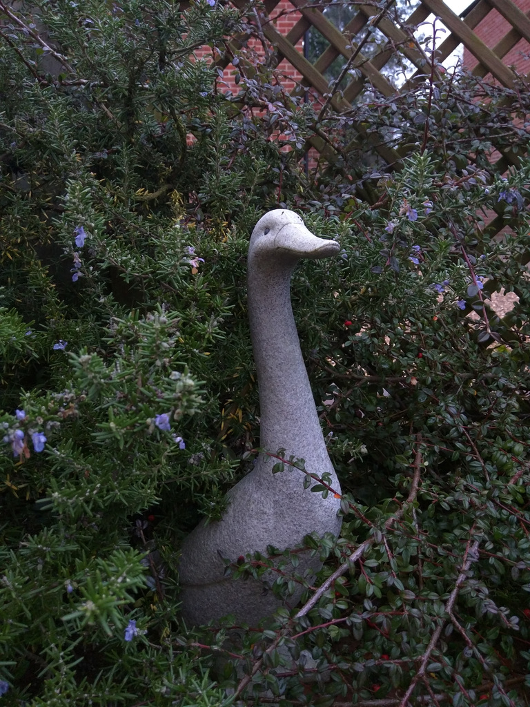 Duck