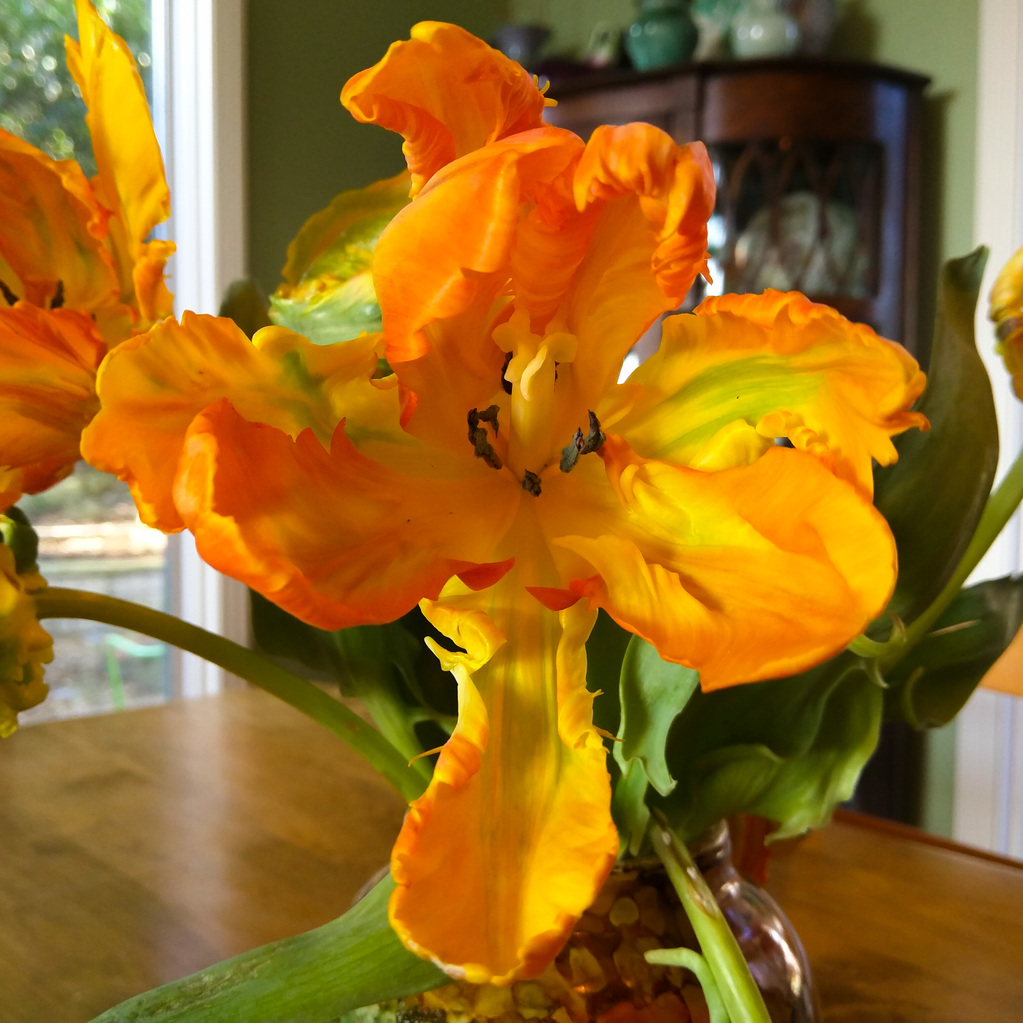 Tulip