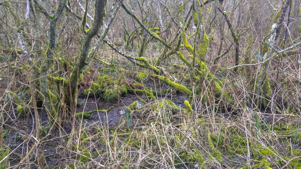 Moss