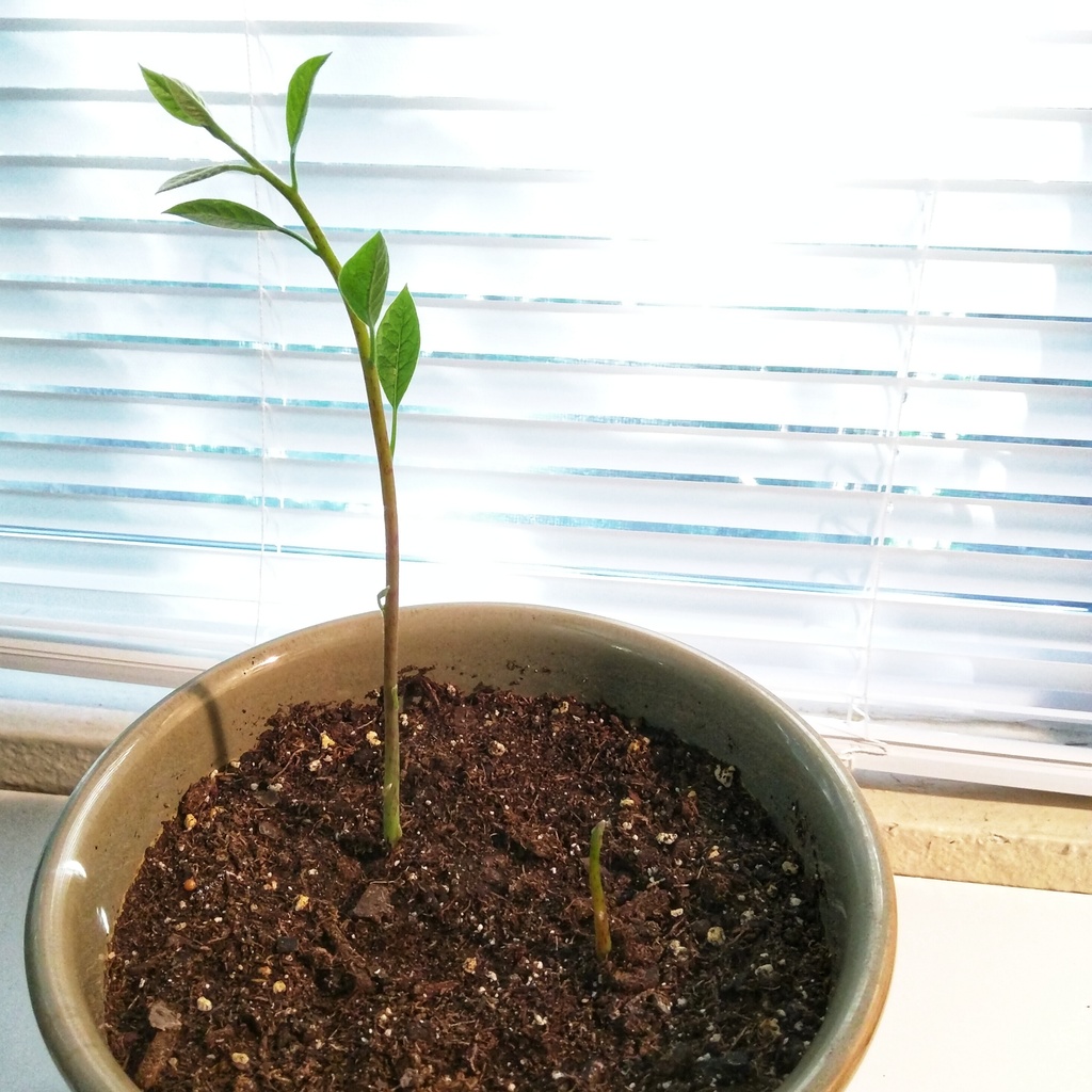 Avocado phototropism