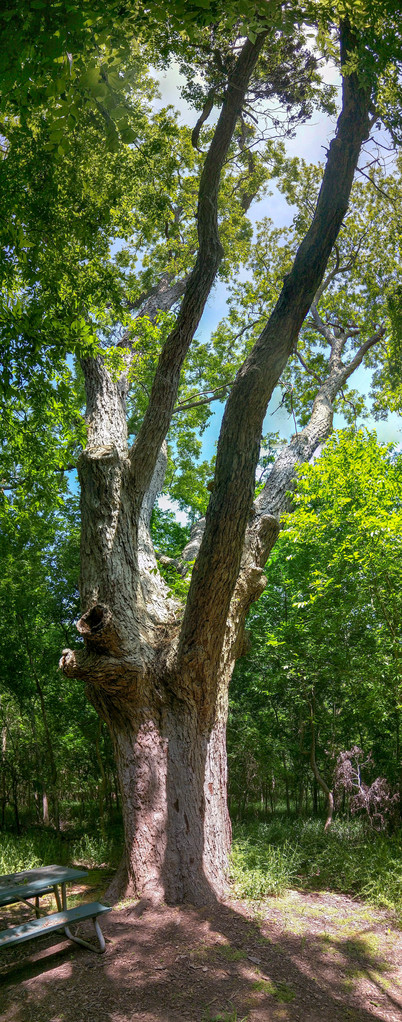 Big Pecan