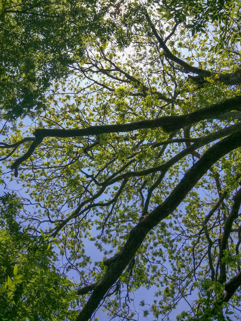 Pecan overhead
