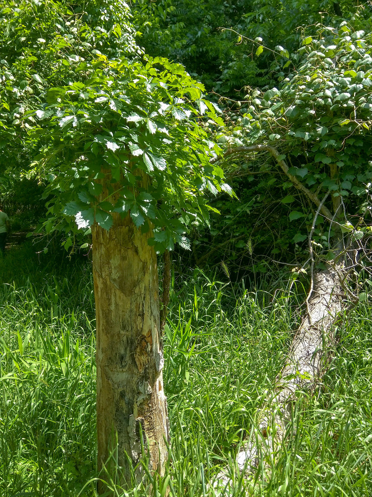 Happy Virginia creeper Happy Virginia creeper