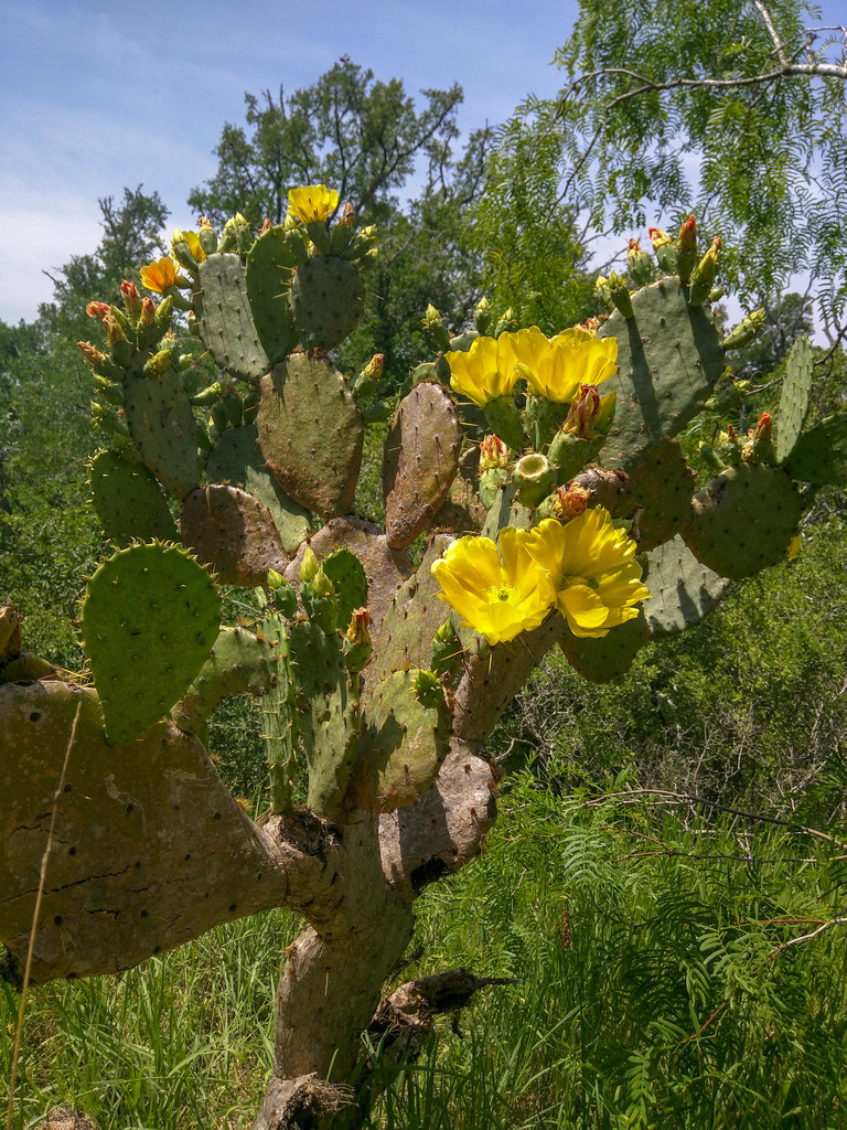 Prickly pear