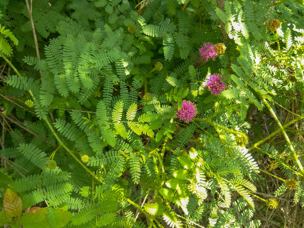 Mimosa pudica
