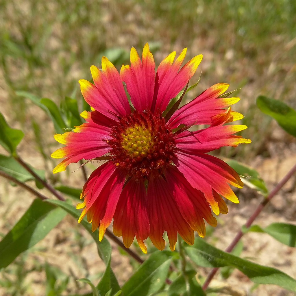 Gaillardia