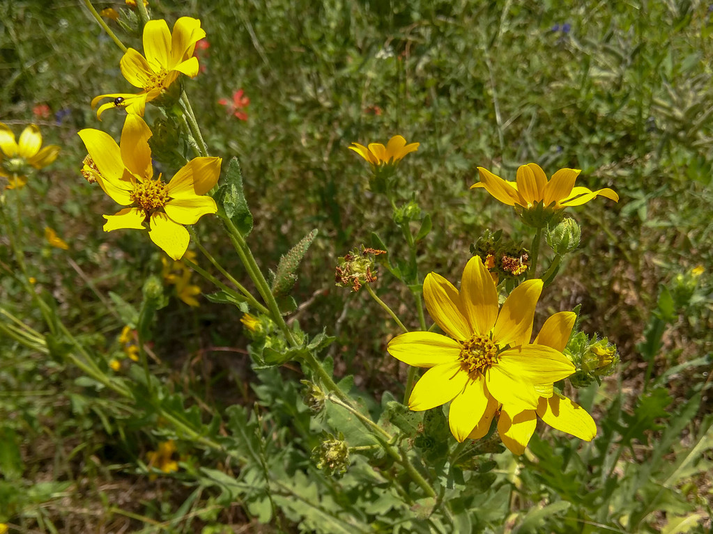 Coreopsis