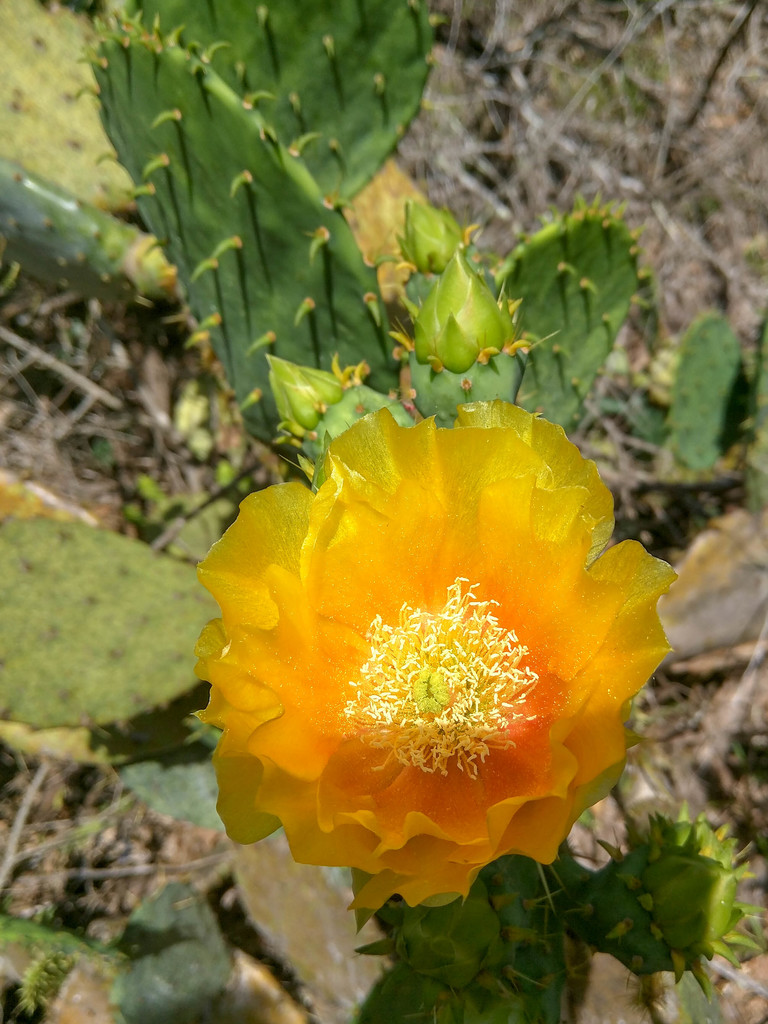 Prickly pear