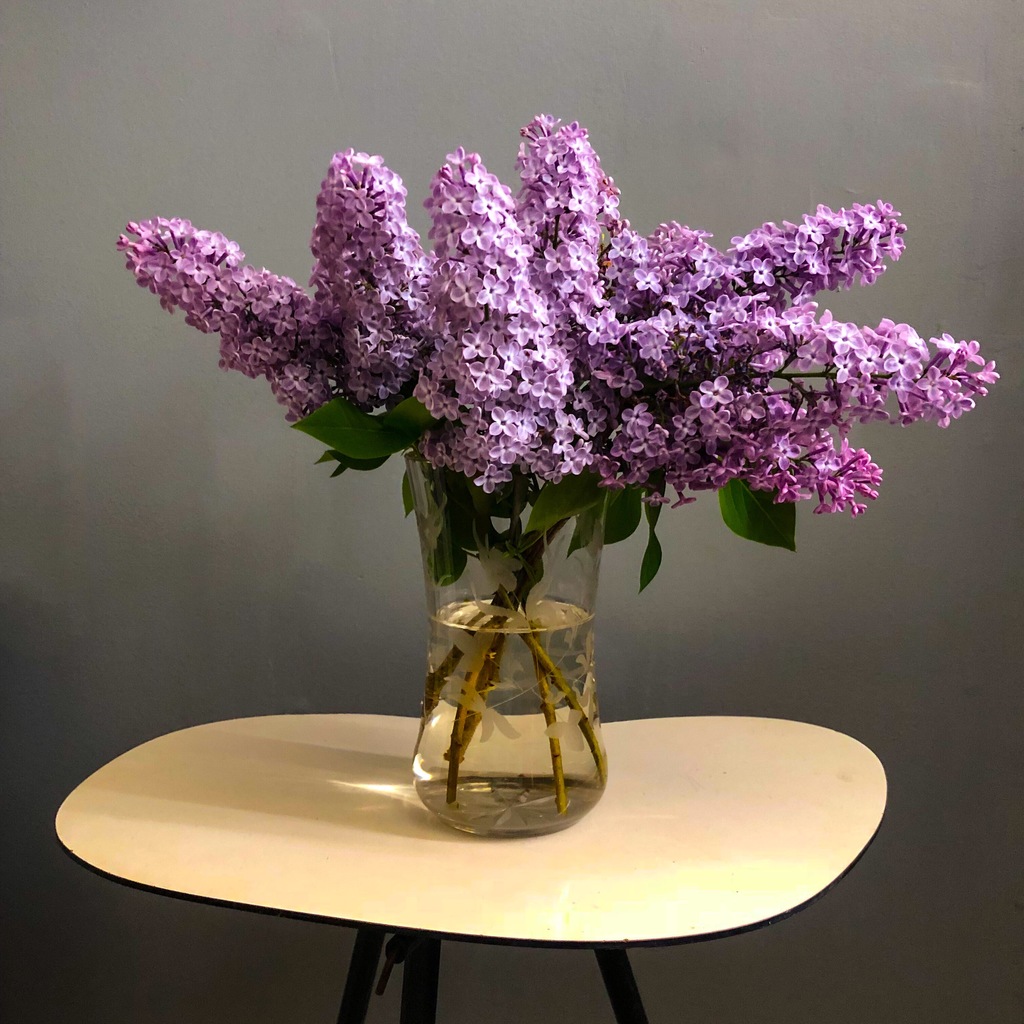 Lilacs