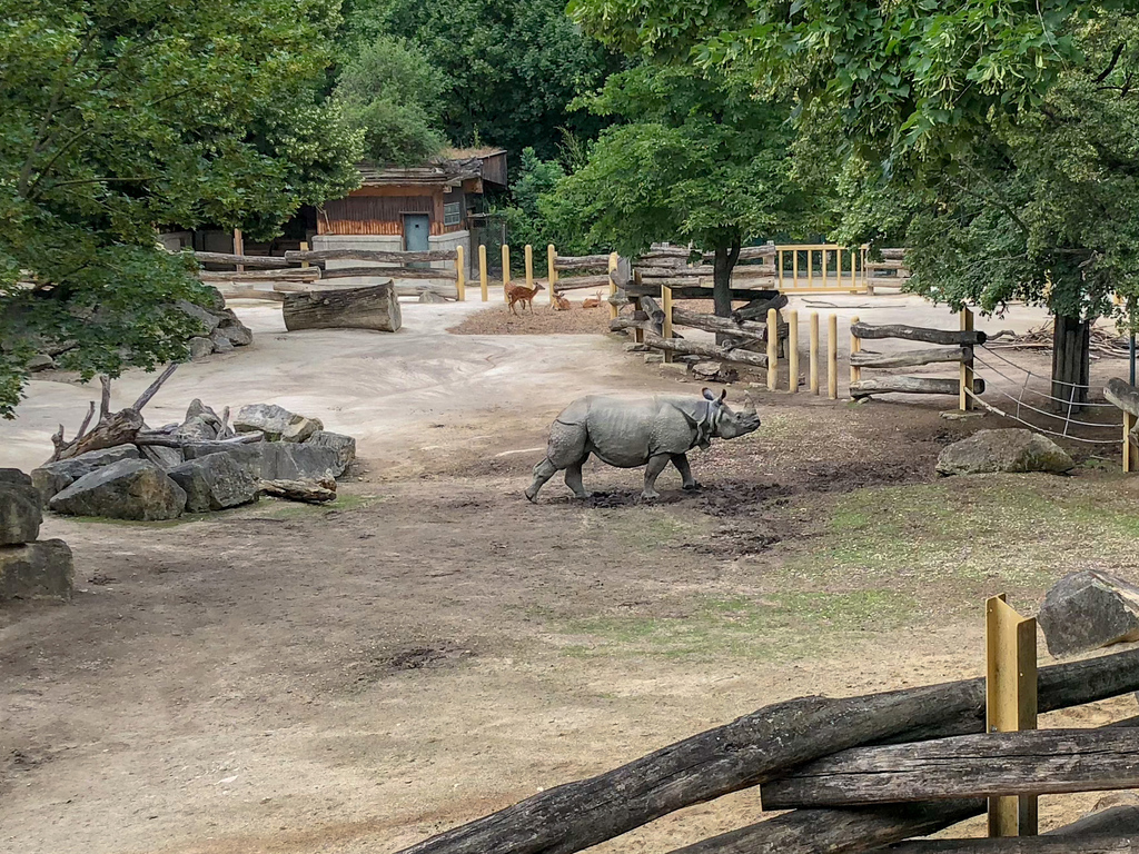 Rhino