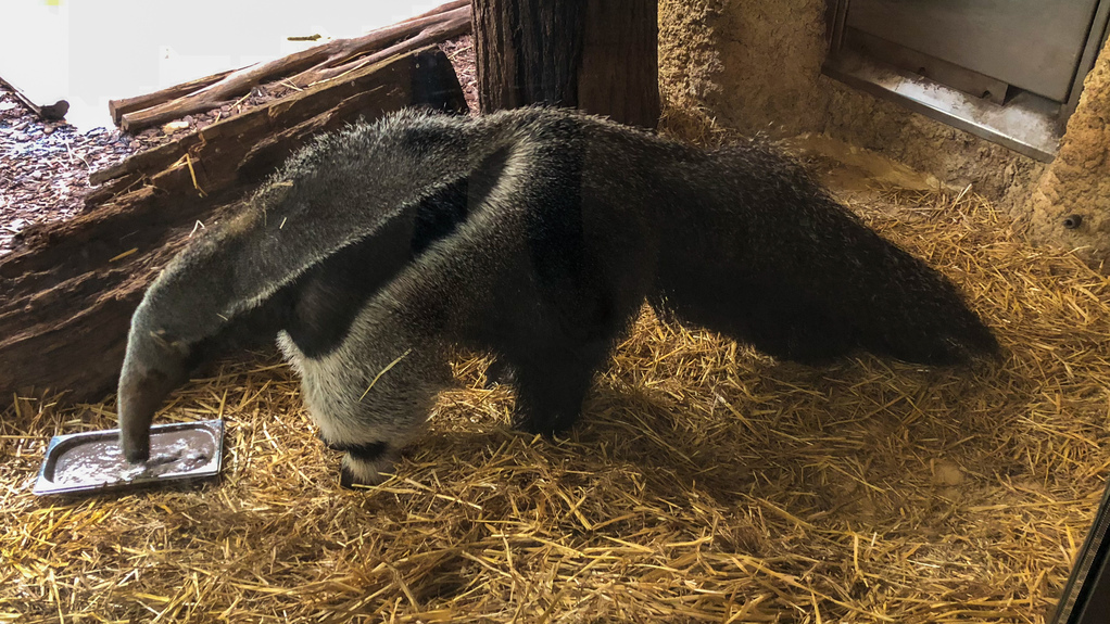 Anteater