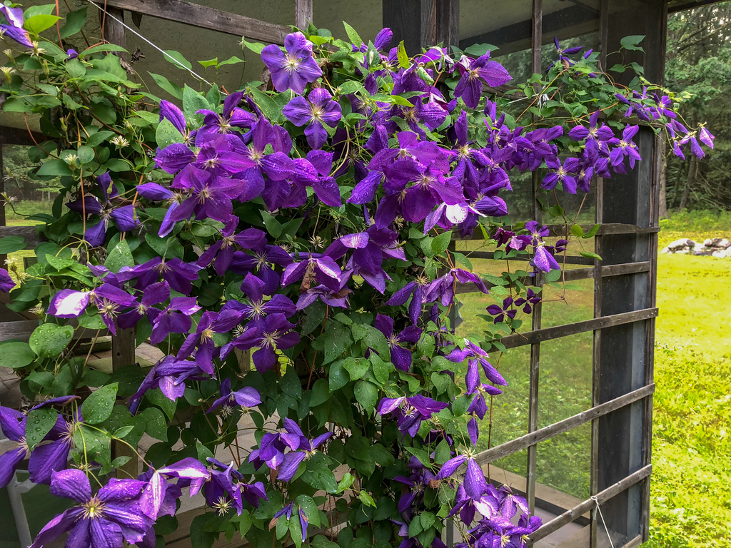 Clematis Clematis