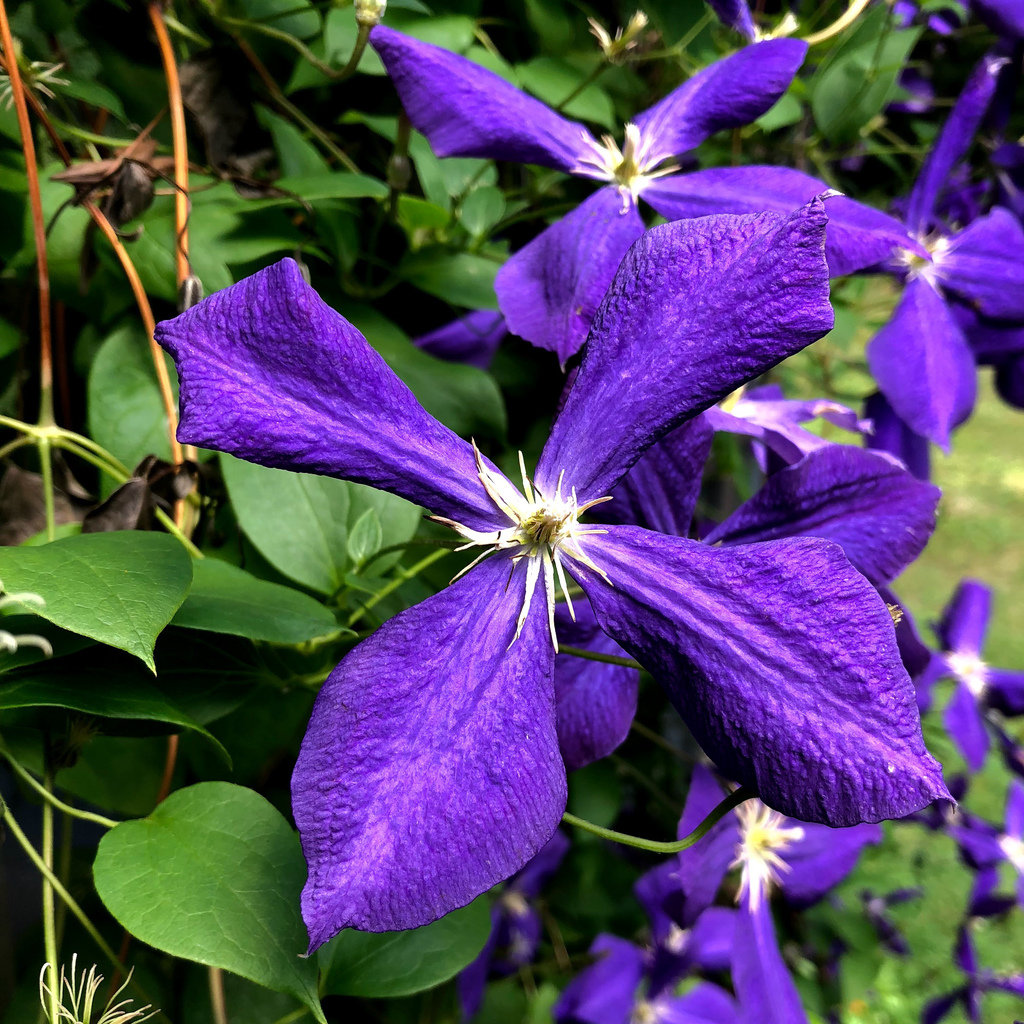 Clematis