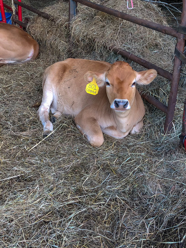 Calf Calf