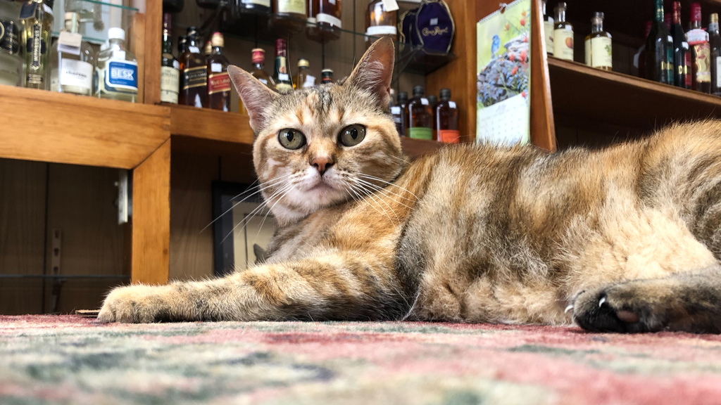 Liquor store guardian