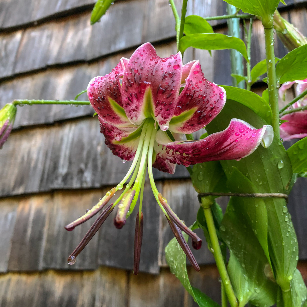Daylily Daylily
