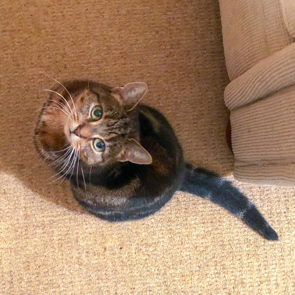 Mitzy