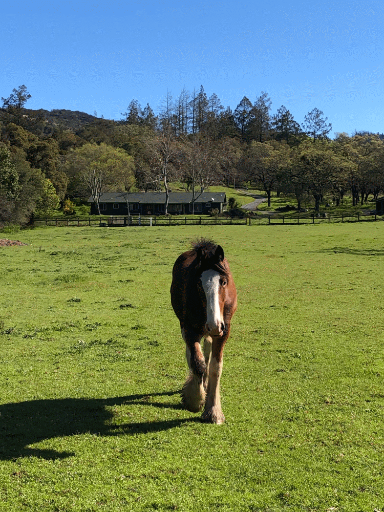  Am horse. Have apple?