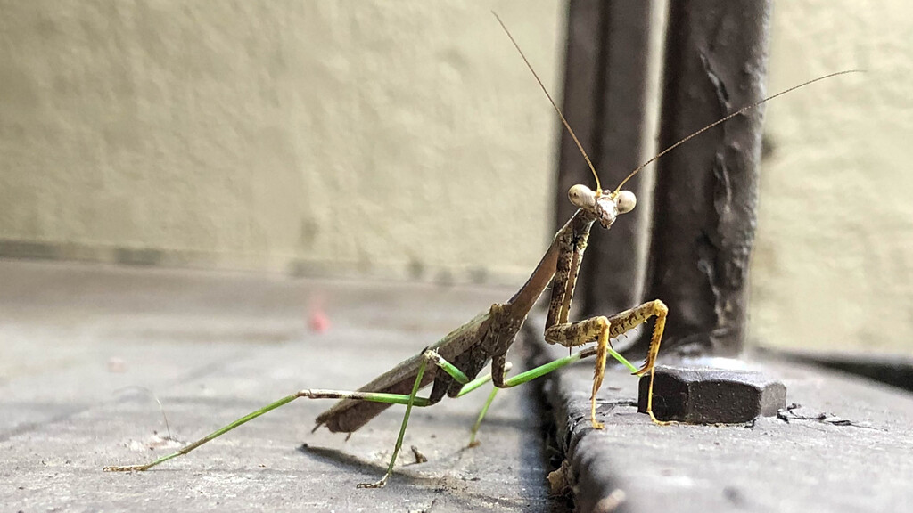 Mantis