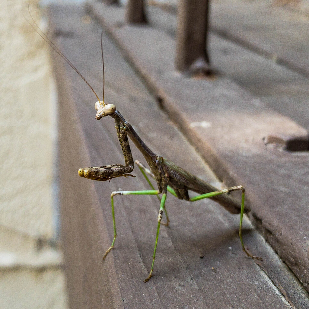 Mantis