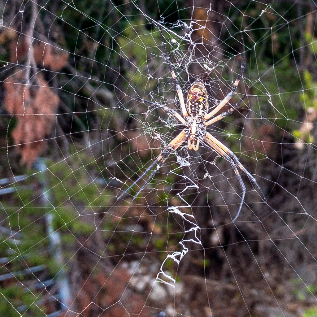 Biiiig spider