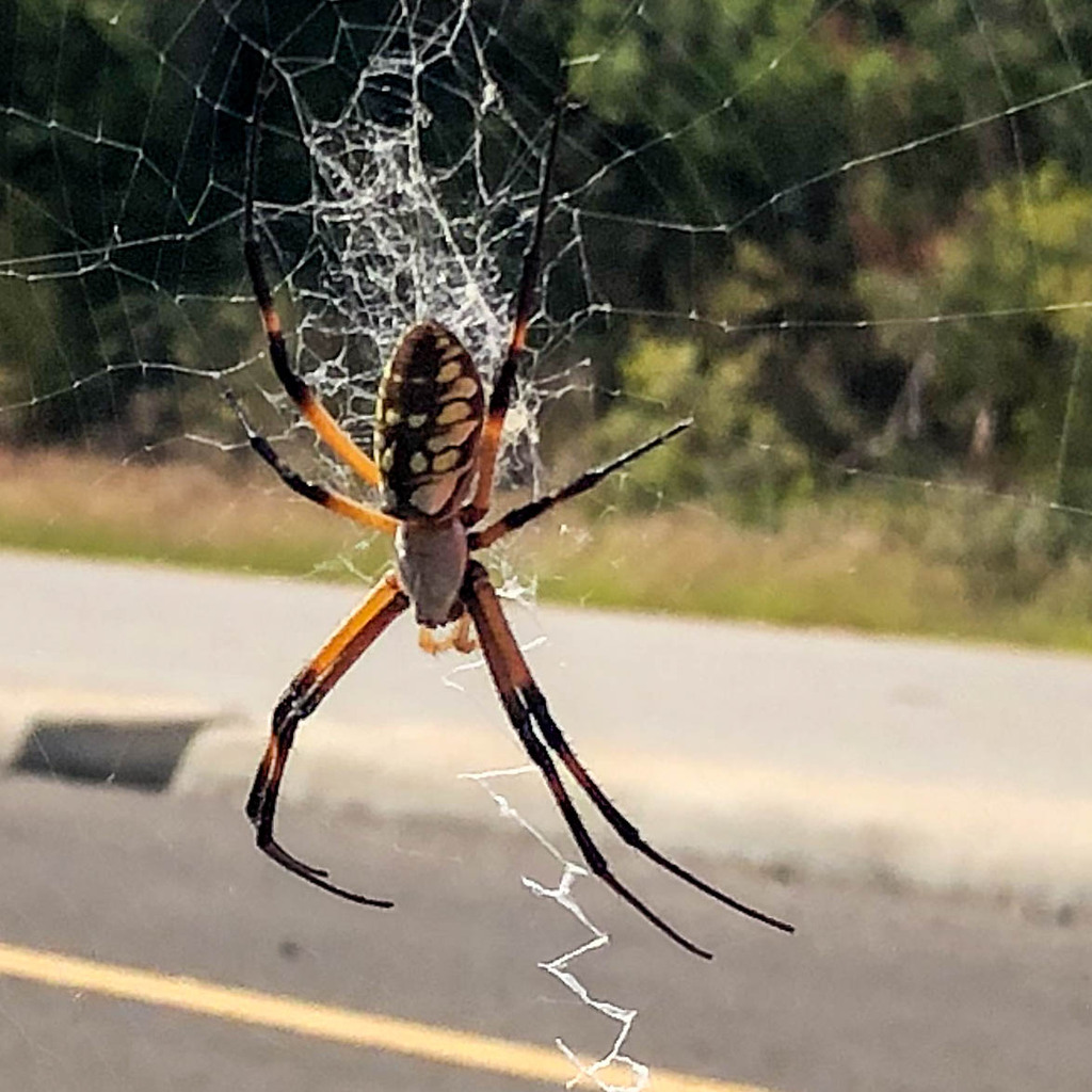 Still a big spider