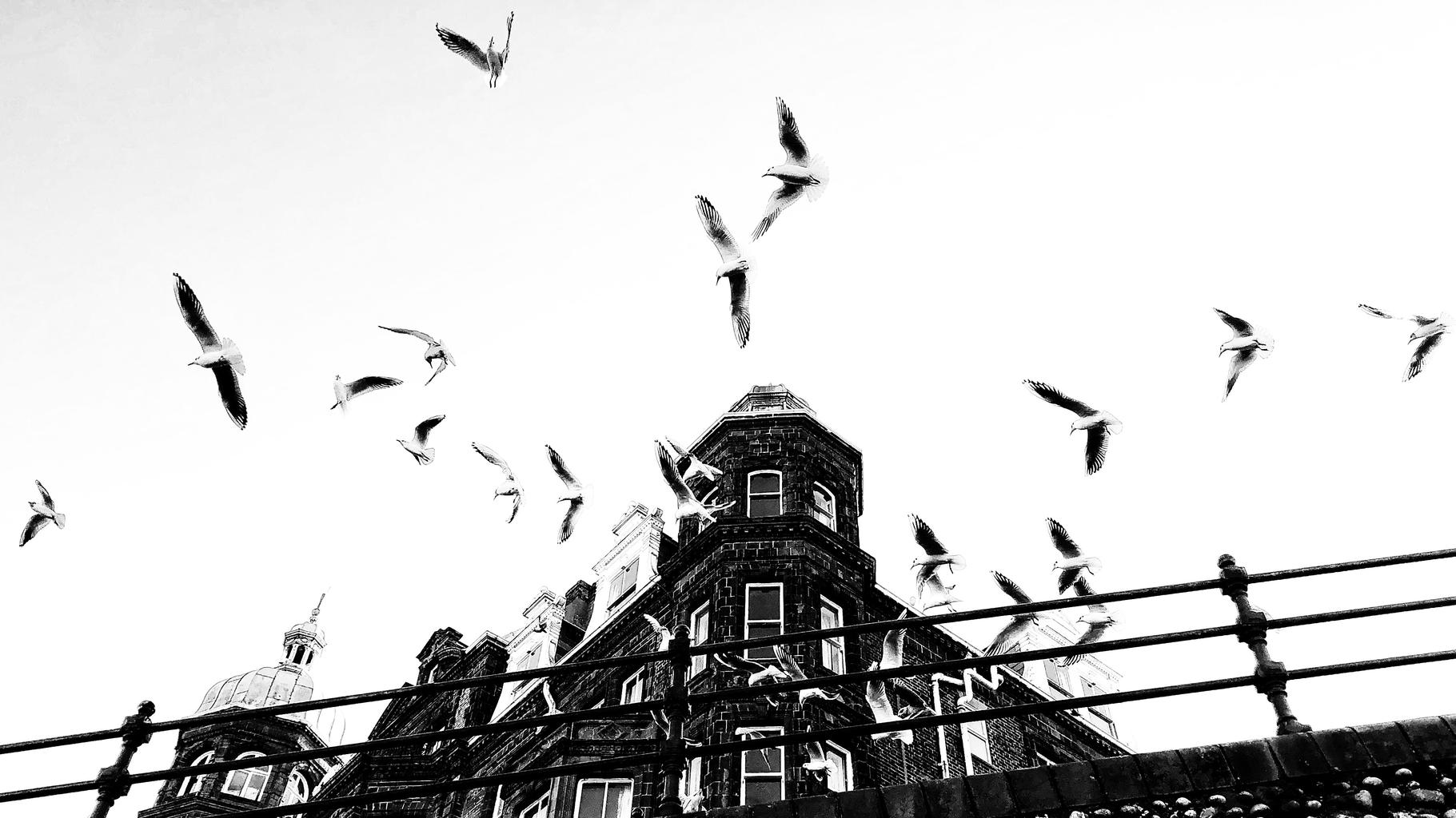 Gulls, above