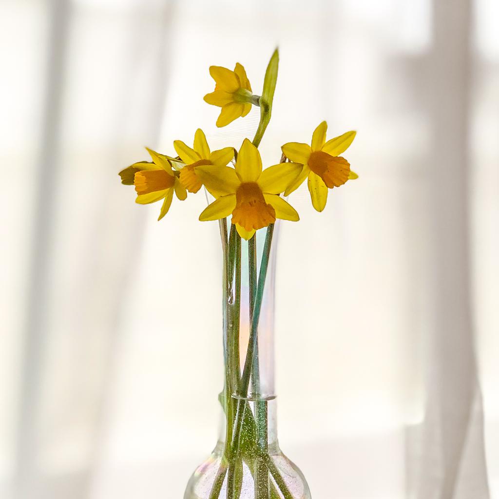 Daffs 