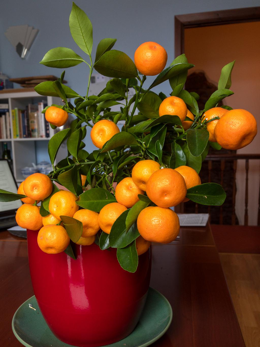 Orange tree