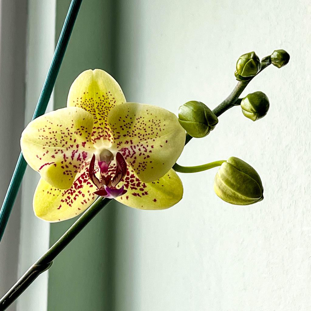 Orchid (again)