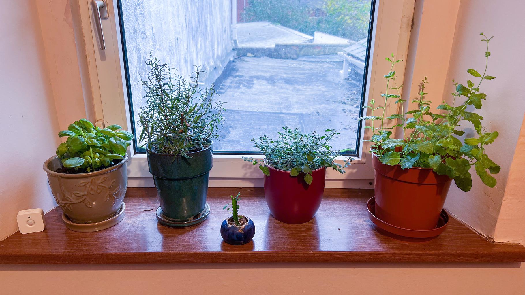 Herb garden and a cactus