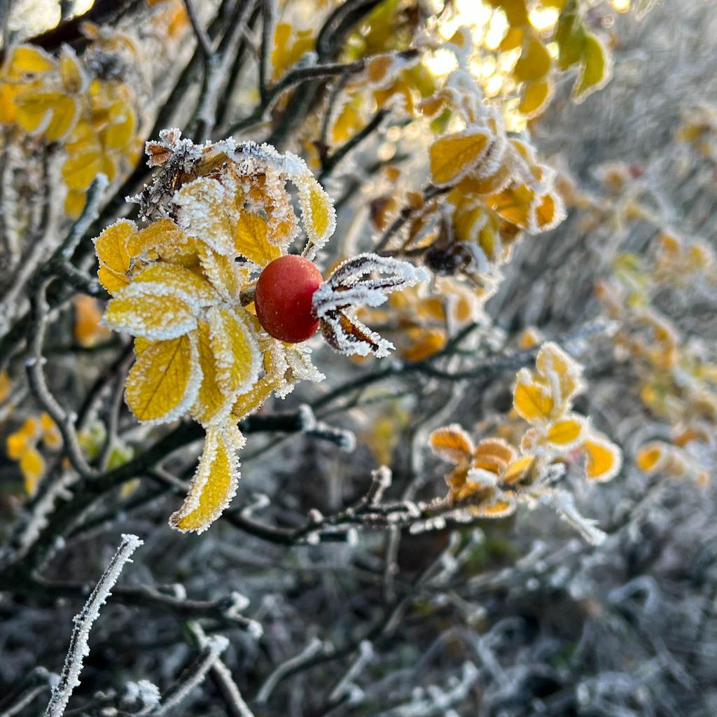 Rose hip in frost