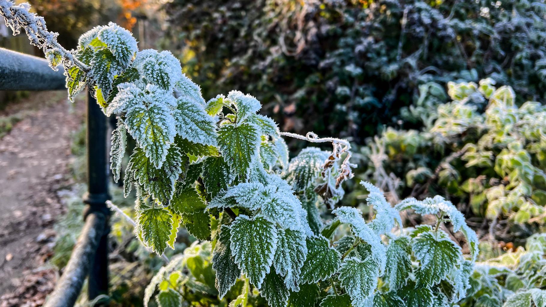 Frost