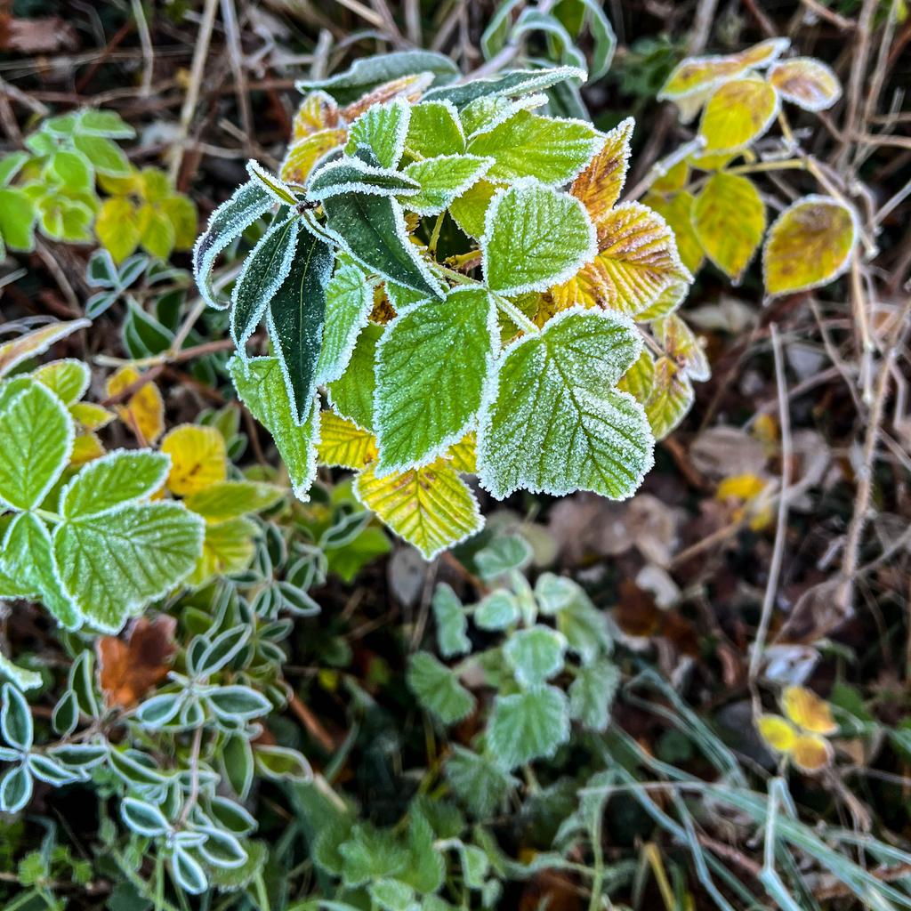 Leaves in frost