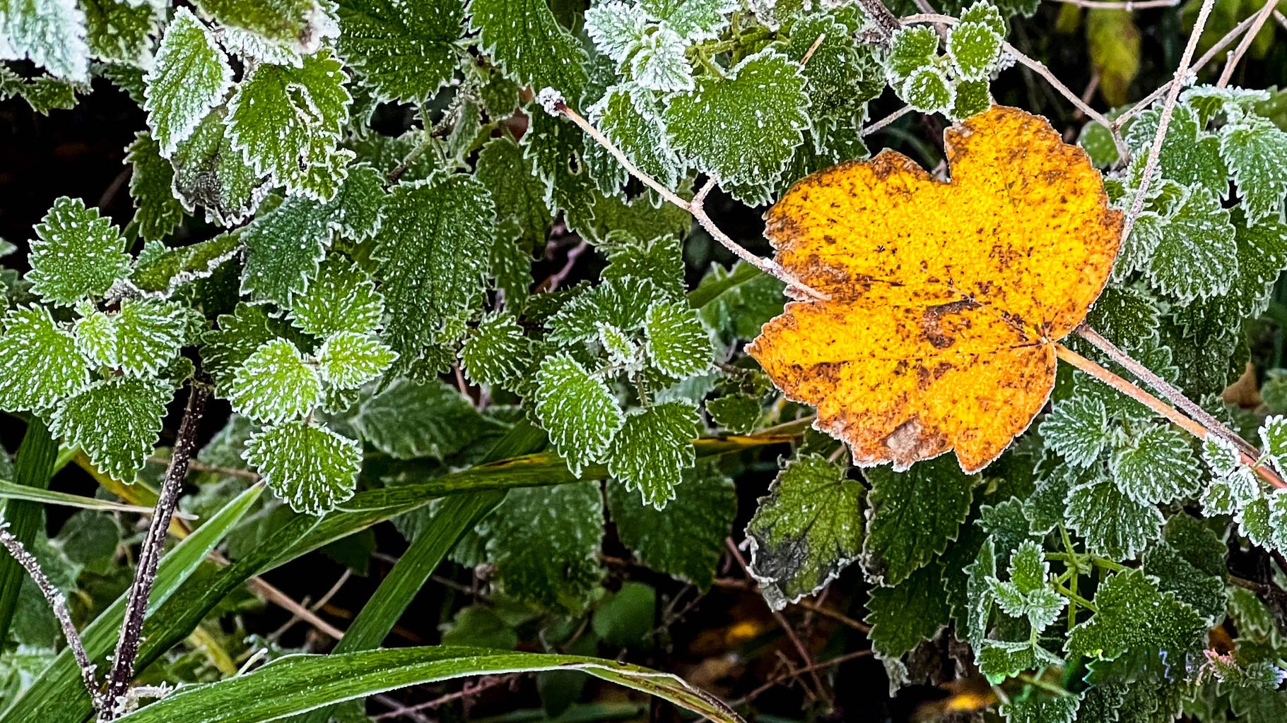 Leaves in frost