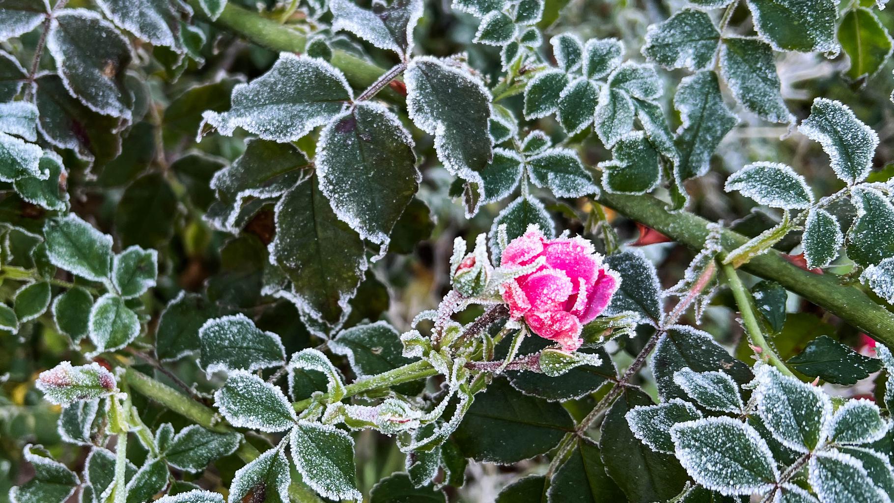 Rose in frost
