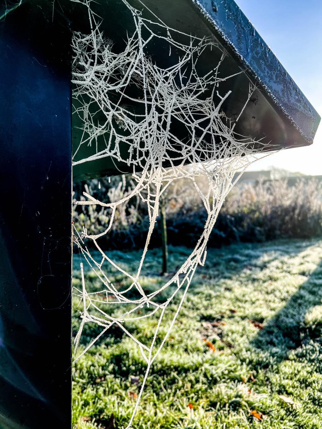 Webs