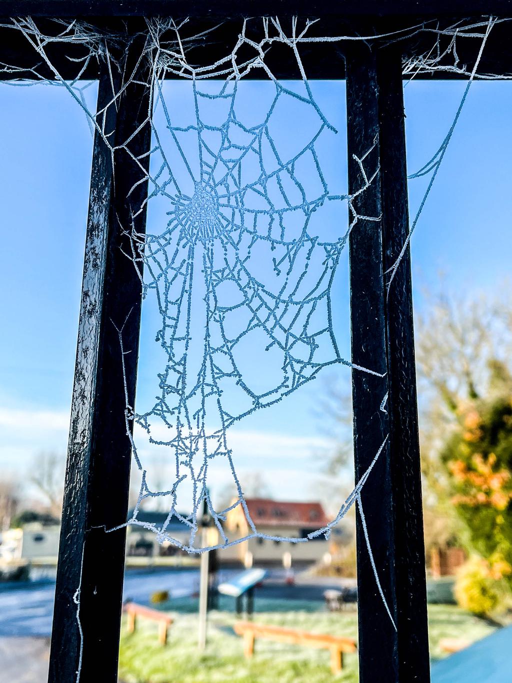 Web