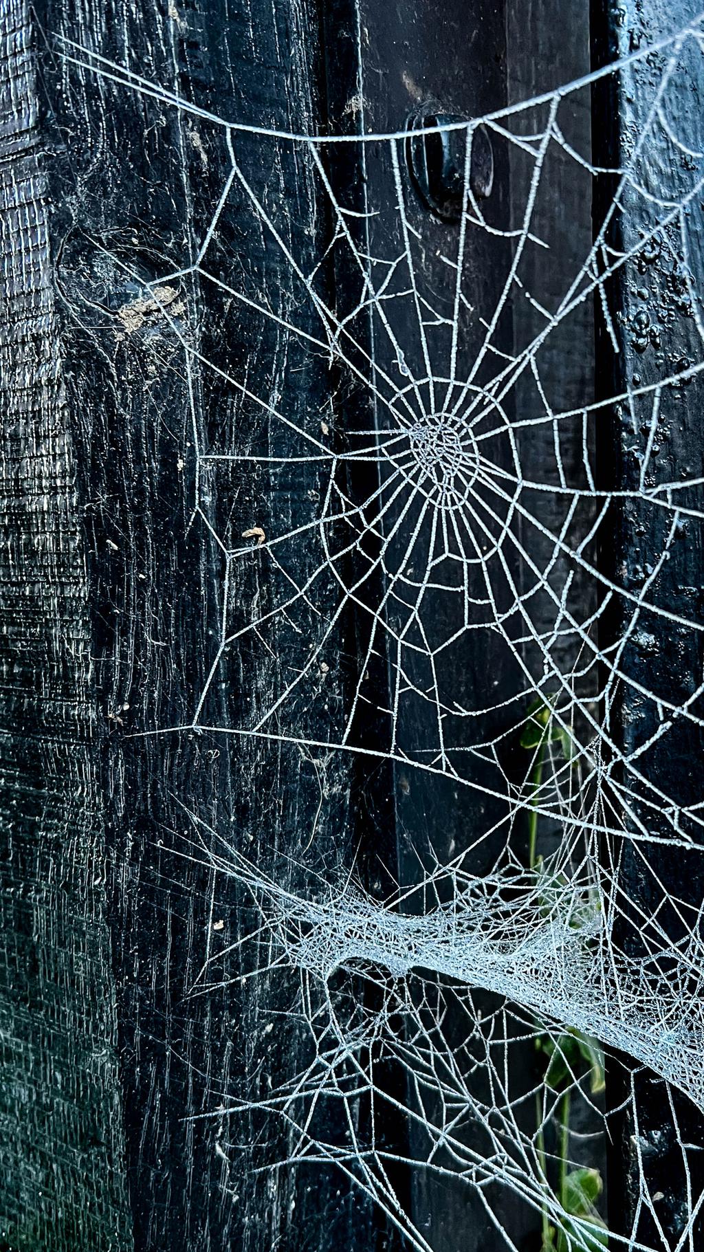 Webs