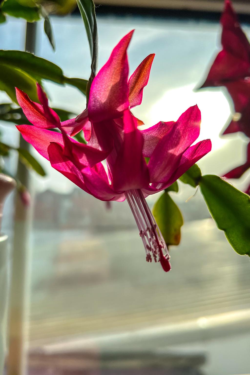 A single Christmas cactus blossom framed against a sunlit window.