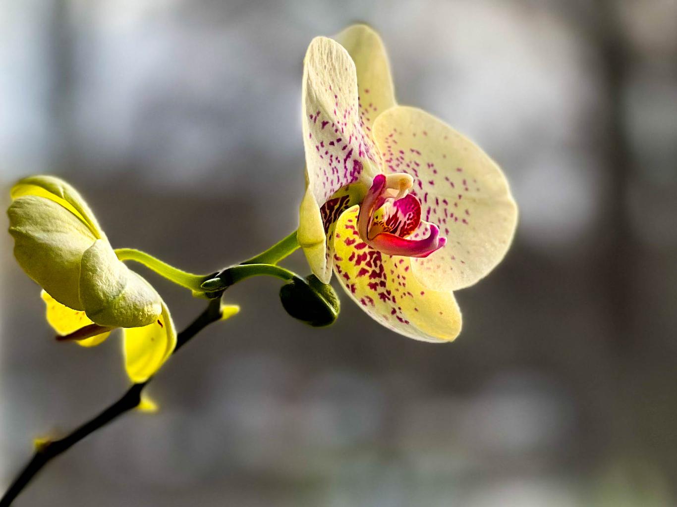 A stem with two orchid blossoms