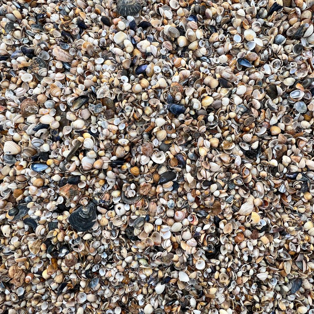 Seashells. Lots of seashells.