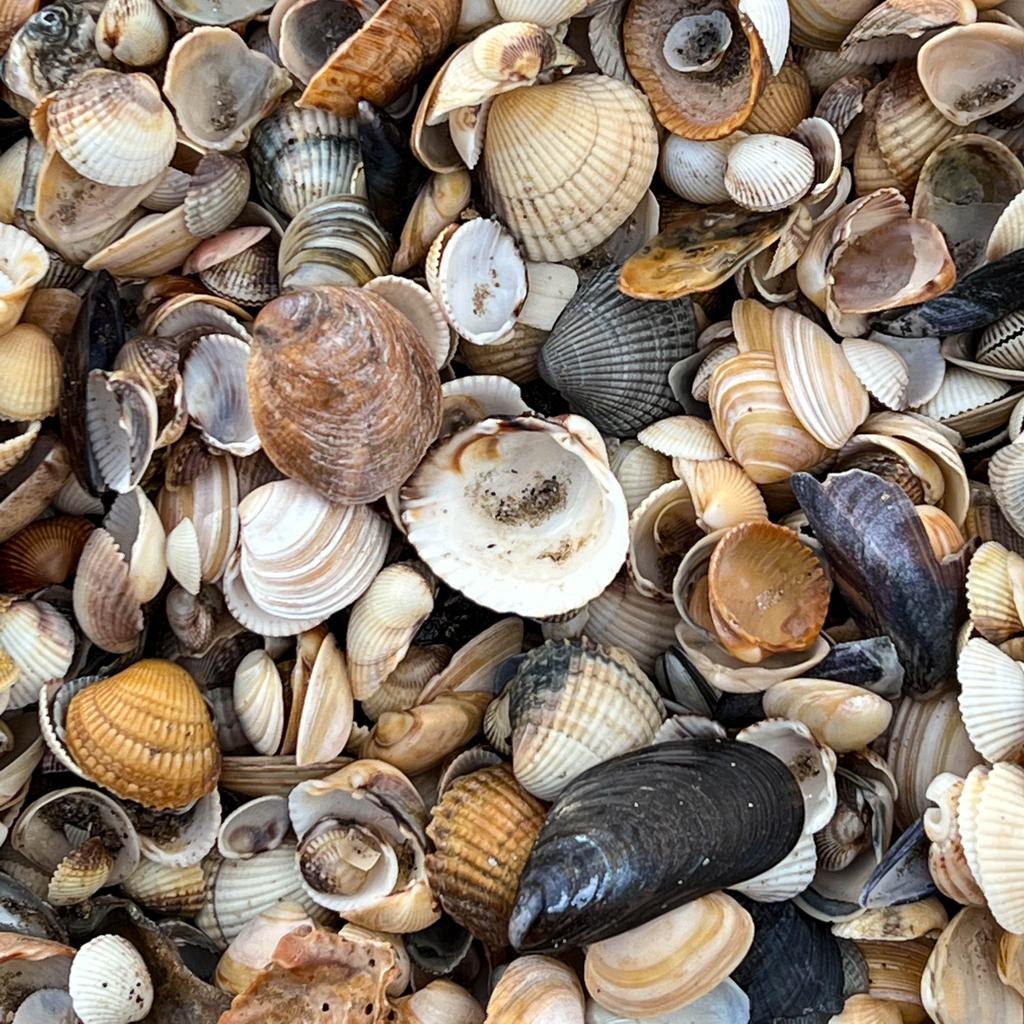 A closer look at seashells. Lots of seashells.