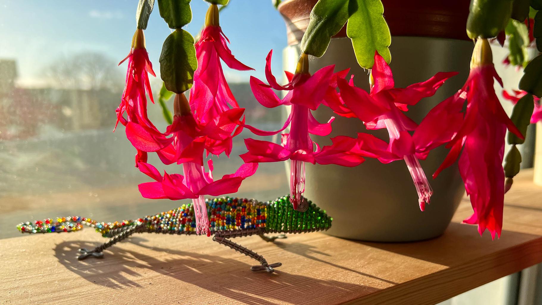 A Christmas cactus in full bloom with a small wire and bead lizard sculpture