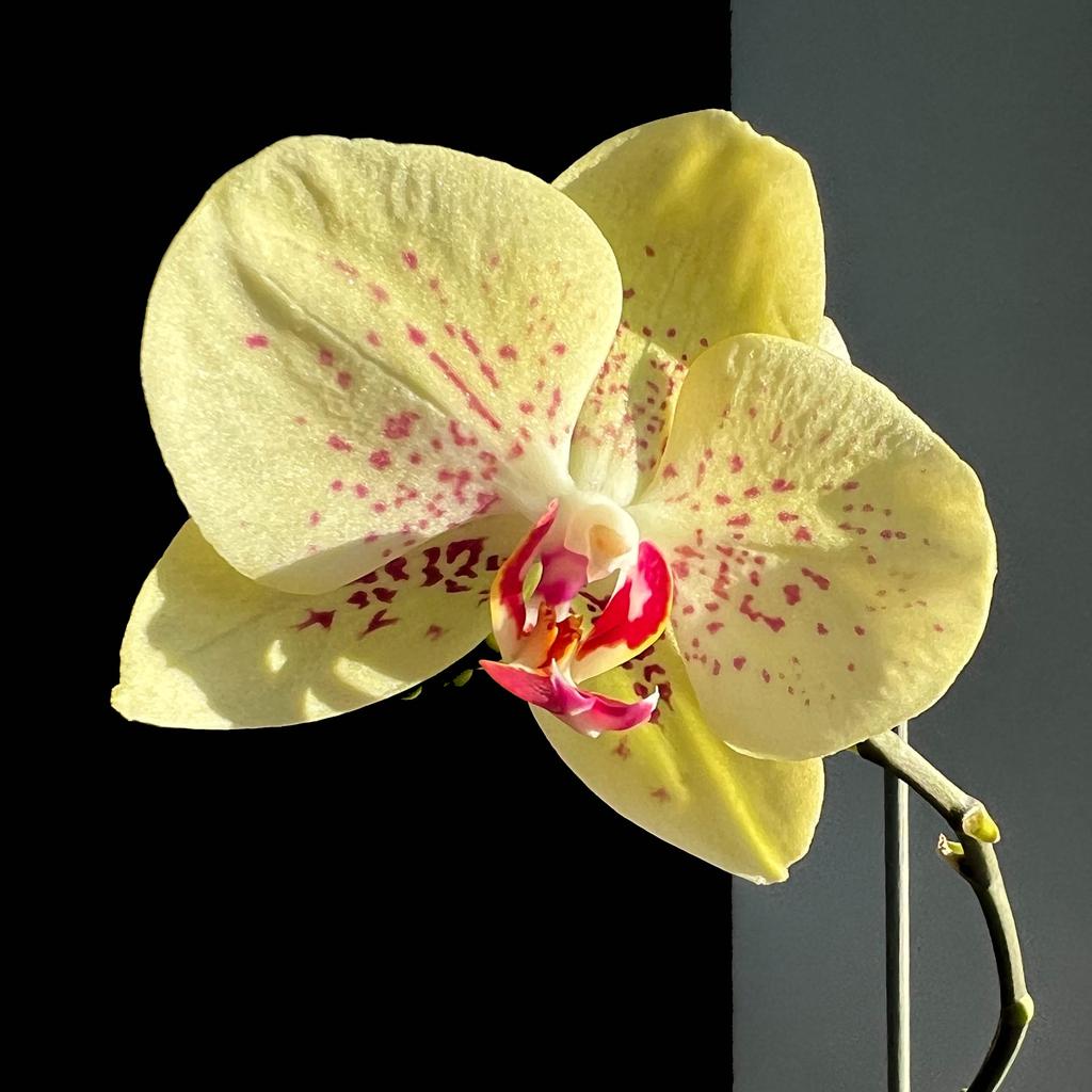 A single, pale yellow orchid blossom against a dark background