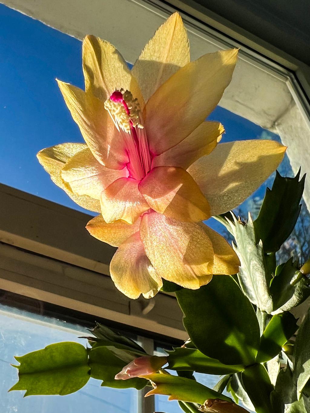 A pale, yellow Christmas Cactus blossom, shot from below looking up at blue sky through the window