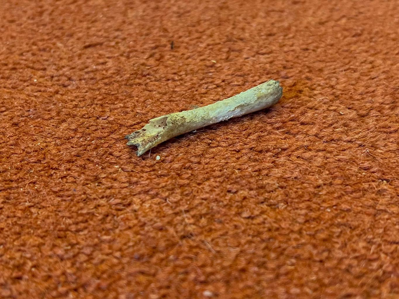A small, gnawed bone photographed on the (ugly, red) carpet in the middle of my office.