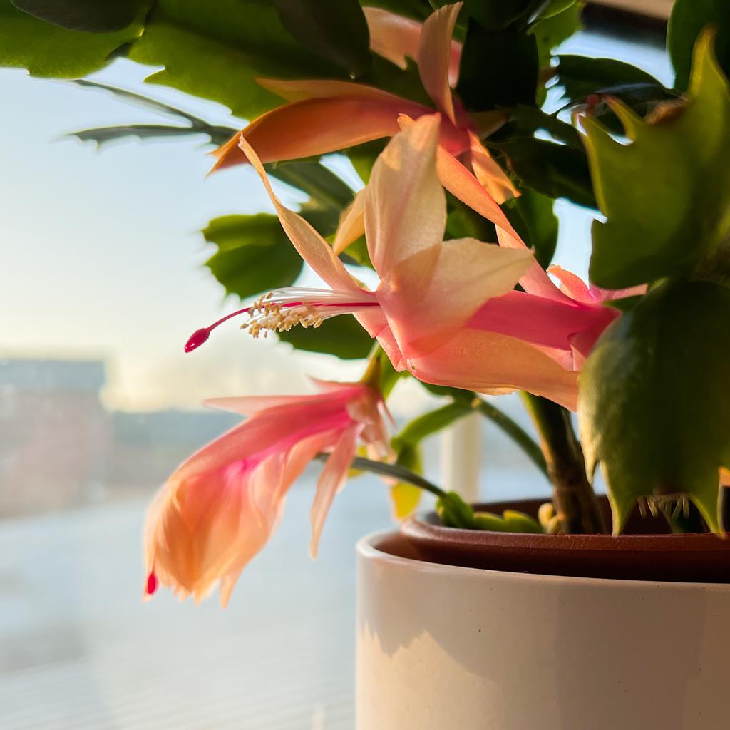A pale, pink Christmas cactus blossom on the windowsill.