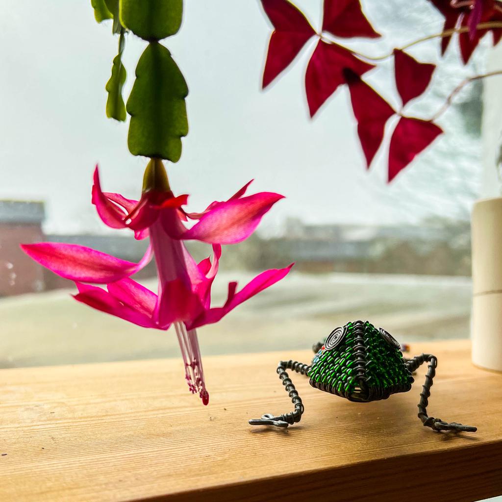 One of the last Christmas cactus blossoms framed against the window with a small, wire lizard sculpture