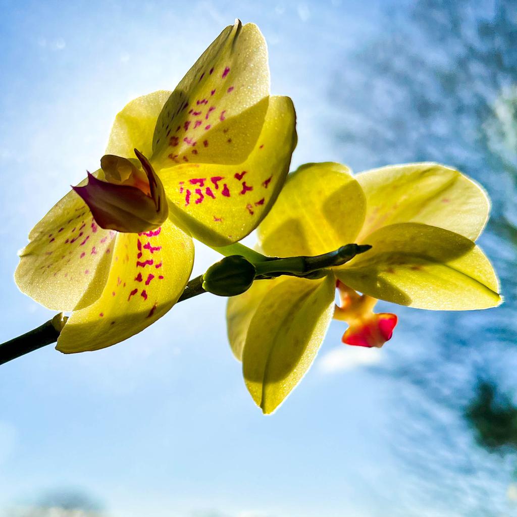 Yellow orchid blossoms silhouetted against a pale blue sky